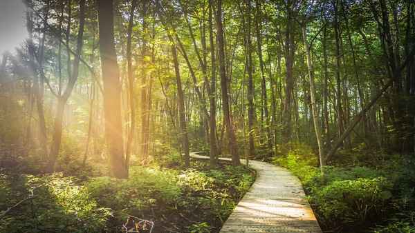 A peaceful path through green trees in soft daylight